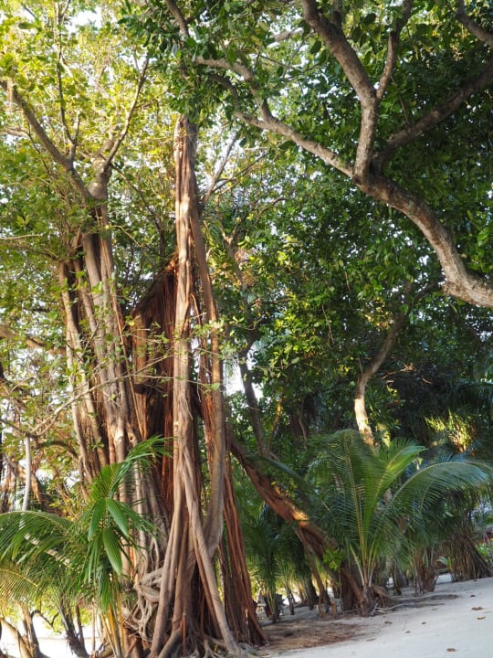 Banyan Trees überall Kuramathi Maldives