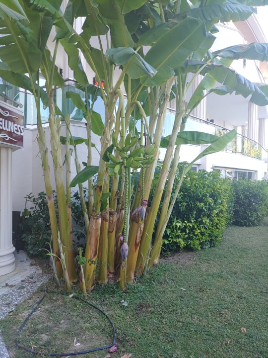 Gartenanlage Bella Resort & Spa