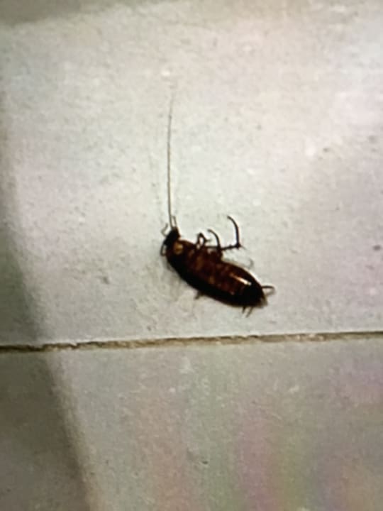 Zimmer Lotus Bay Beach Resort