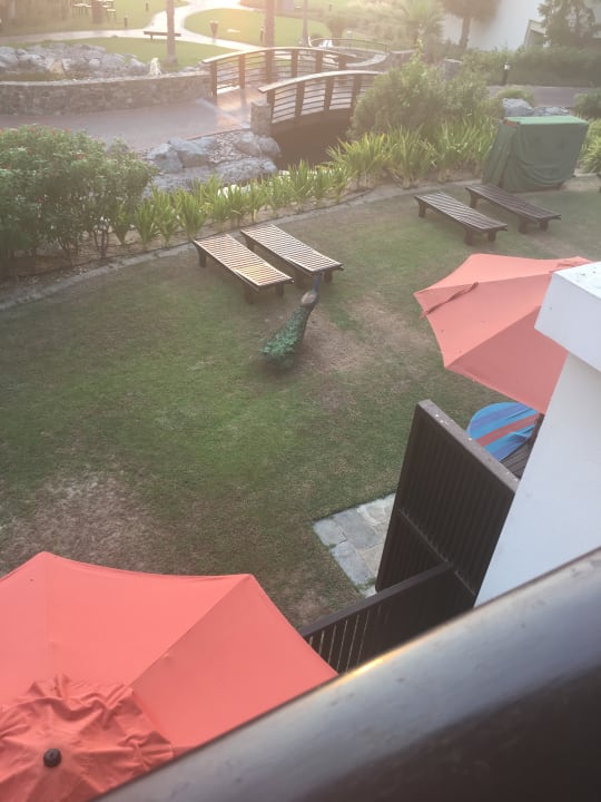 Sonstiges JA Palm Tree Court