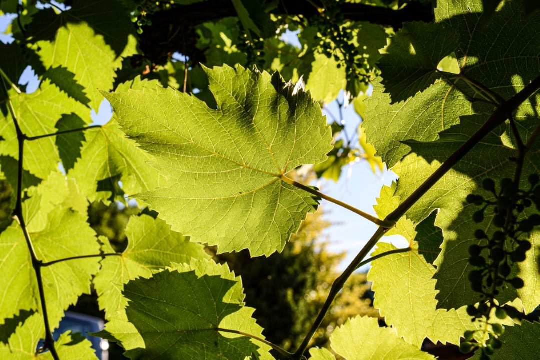 Ausblick Weingut & Buschenschank Pölzl