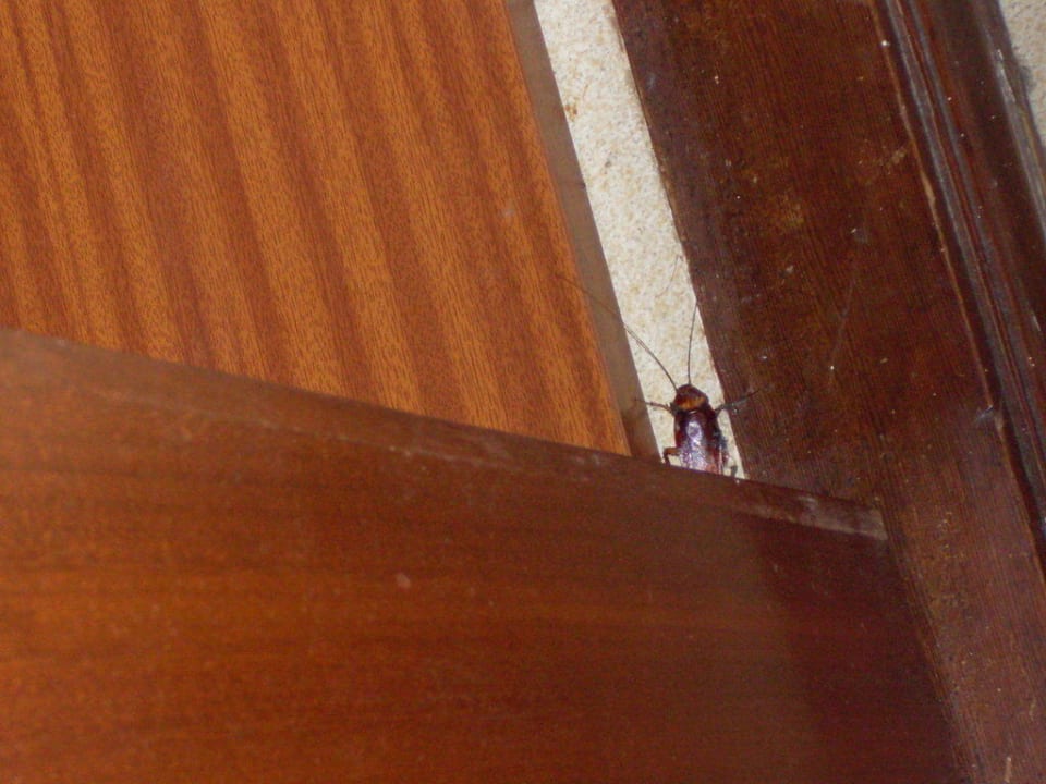 Eckelhaft! THB Dos Playas - Adults only