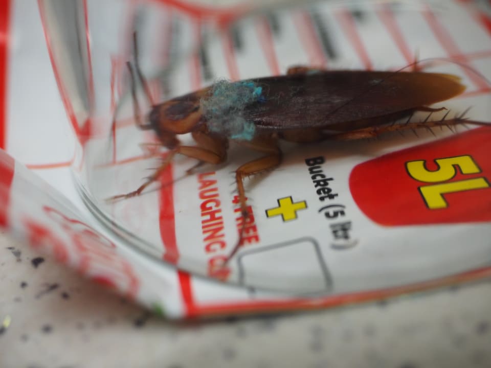 Sonstiges Apartments Nissi 49