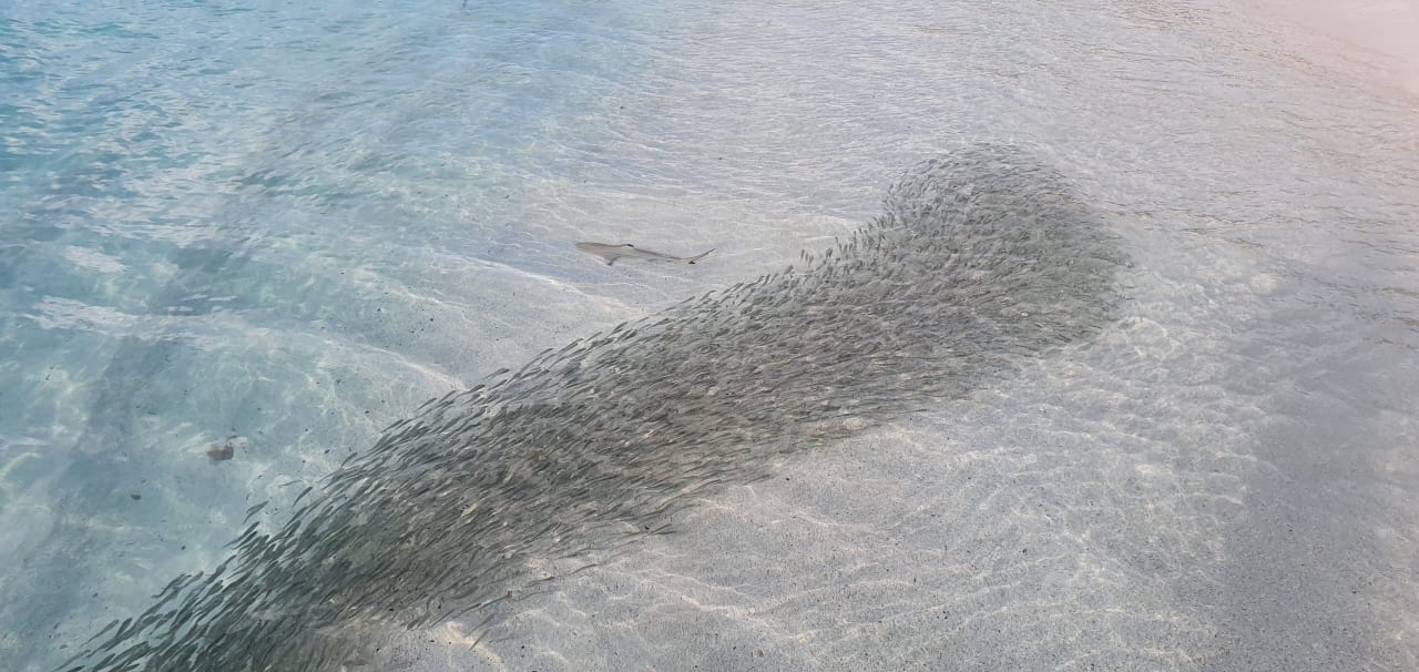 Strand Adaaran Select Meedhupparu Island Resort - Premium All Inclusive