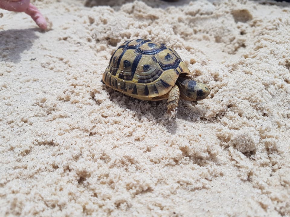 Schildkröte Dar Khayam