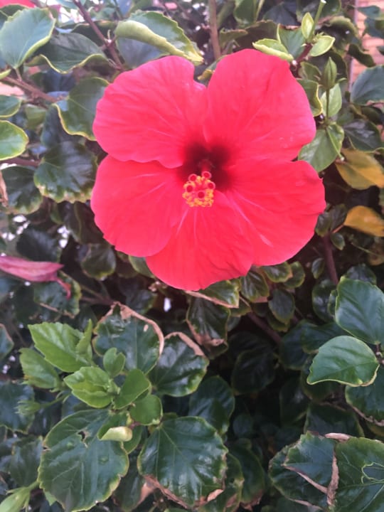 Gartenanlage Bella Beach Hotel