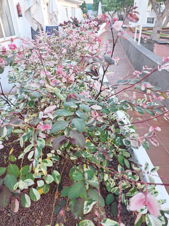 Gartenanlage allsun App.-Hotel Barlovento