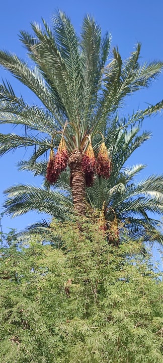 Außenansicht Makadi Spa - Adults only