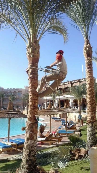 Palmenpflege muss sein Pickalbatros Palace Resort