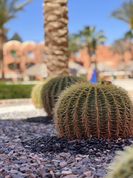 Gartenanlage Jaz Makadi Oasis Resort