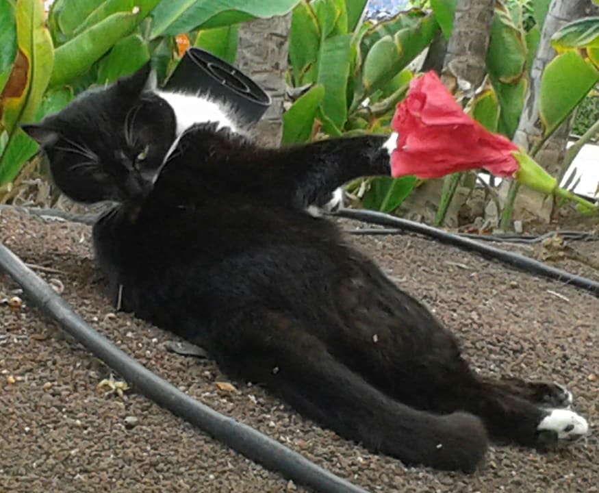 Man ist schön Hotel Riu Oliva Beach - Hotel