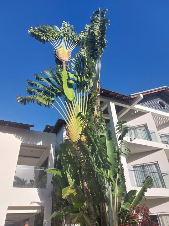 Außenansicht Dreams La Romana Resort & Spa