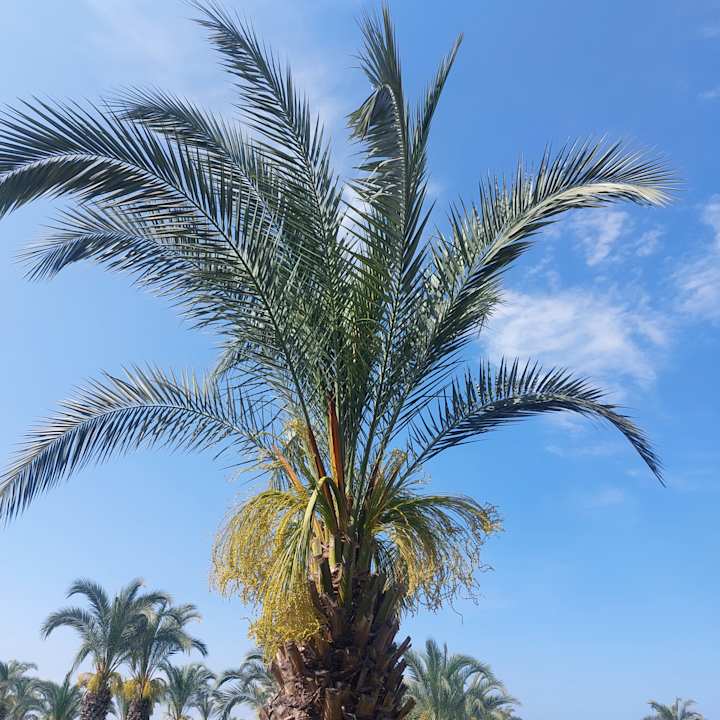 Gartenanlage Sunis Kumköy Beach Resort Hotel & Spa