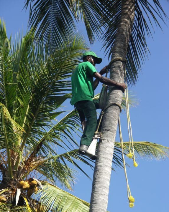 Gartenpflege vorm Frühstückstisch Hotel Riu Palace Macao - Adults only