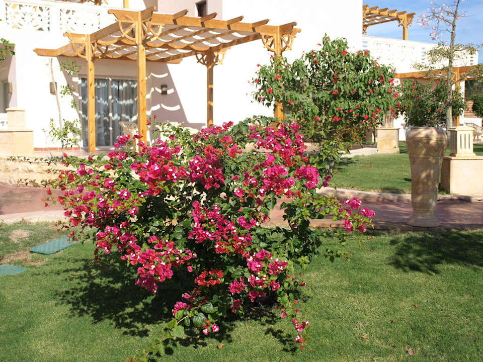 Blumenpracht Pickalbatros Palace Resort