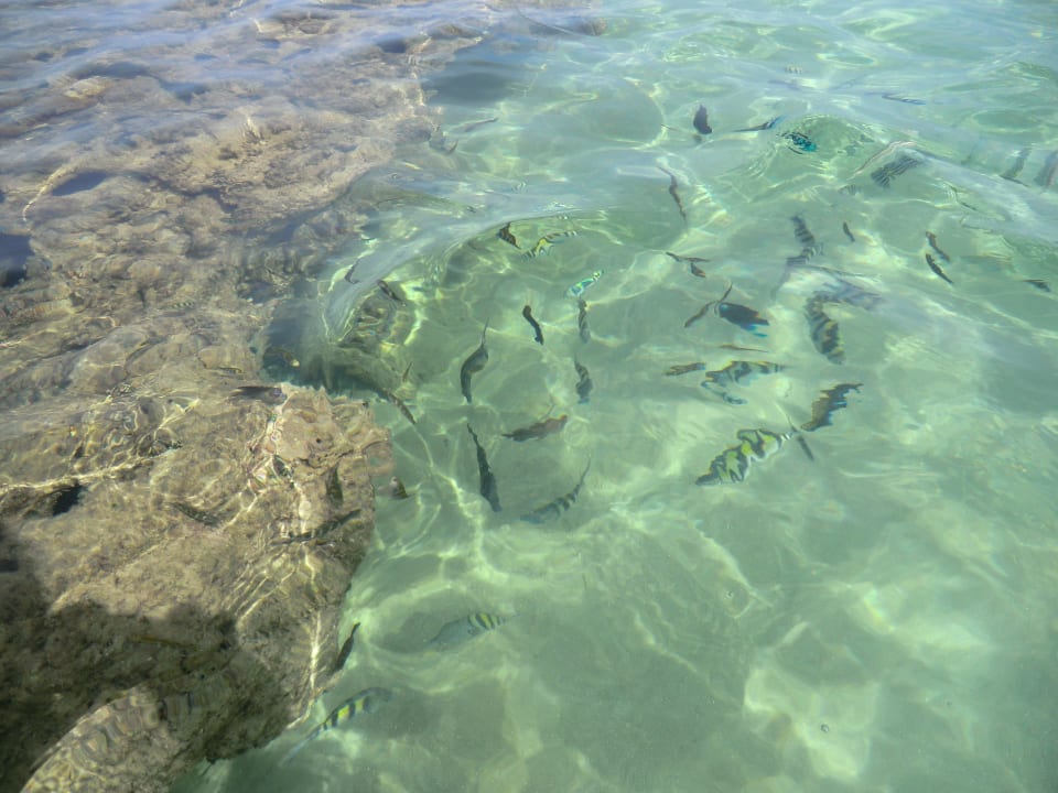 Fische am Riff, direkt am Strand Bahia Principe Grand El Portillo