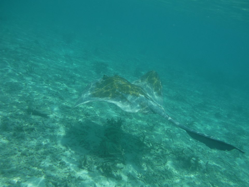 Sport & Freizeit aaaVeee Nature's Paradise