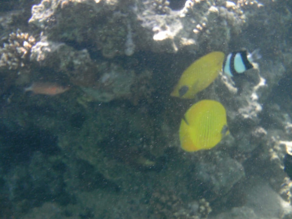 Hausriff Jaz Makadi Oasis Resort