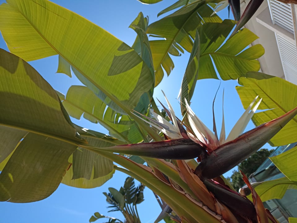 Gartenanlage allsun App.-Hotel Orquidea Playa