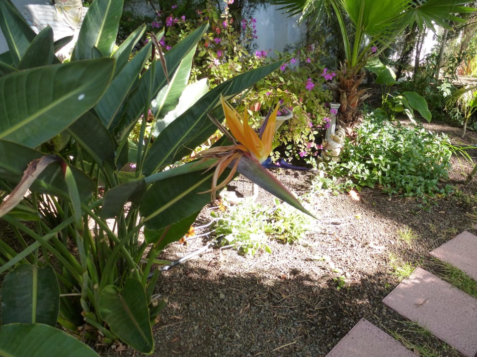Strelizienblüte Apartamentos Adjovimar