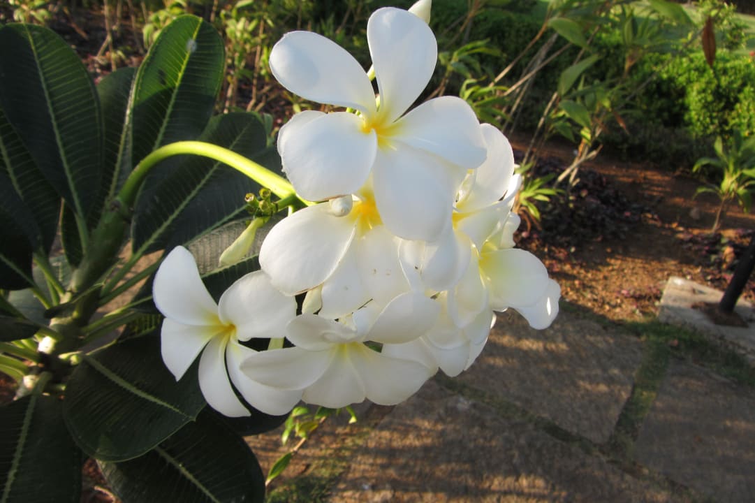 Duftende Frangipani Hotel Lakesong Resort