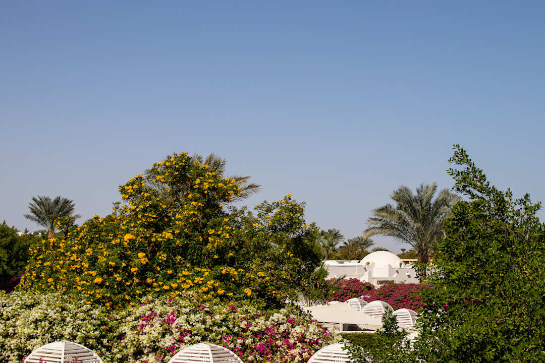 Gartenanlage Desert Rose