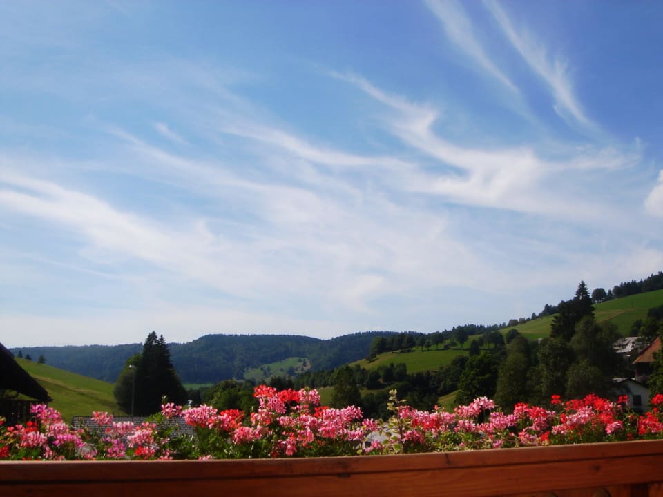 Blick in den Schwarwald Hotel Enzian