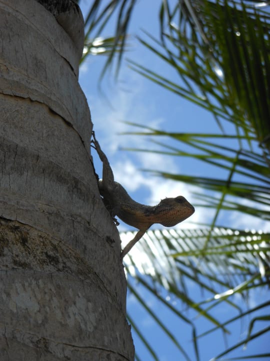 Hotelbewohner Victoria Beachcomber Resort & Spa