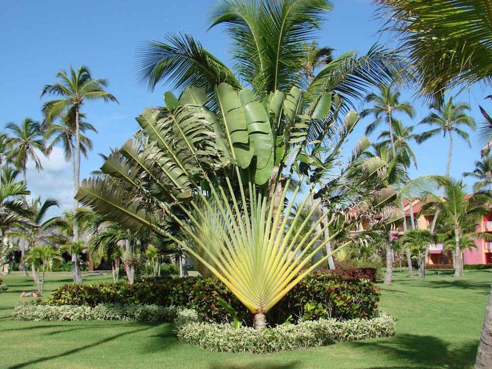 Wunderschöne Gartenlandschaft Punta Cana Princess All Suites Resort & Spa