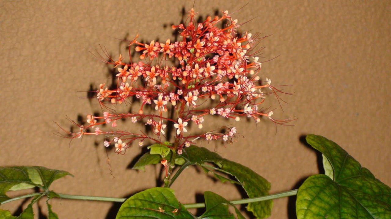 Flora & Fauna Constance Ephelia
