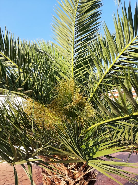 Gartenanlage Iberostar Waves Bellevue