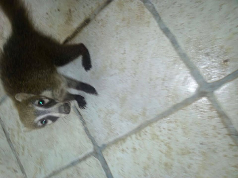 Hotel Catalonia Playa Maroma Catalonia Playa Maroma