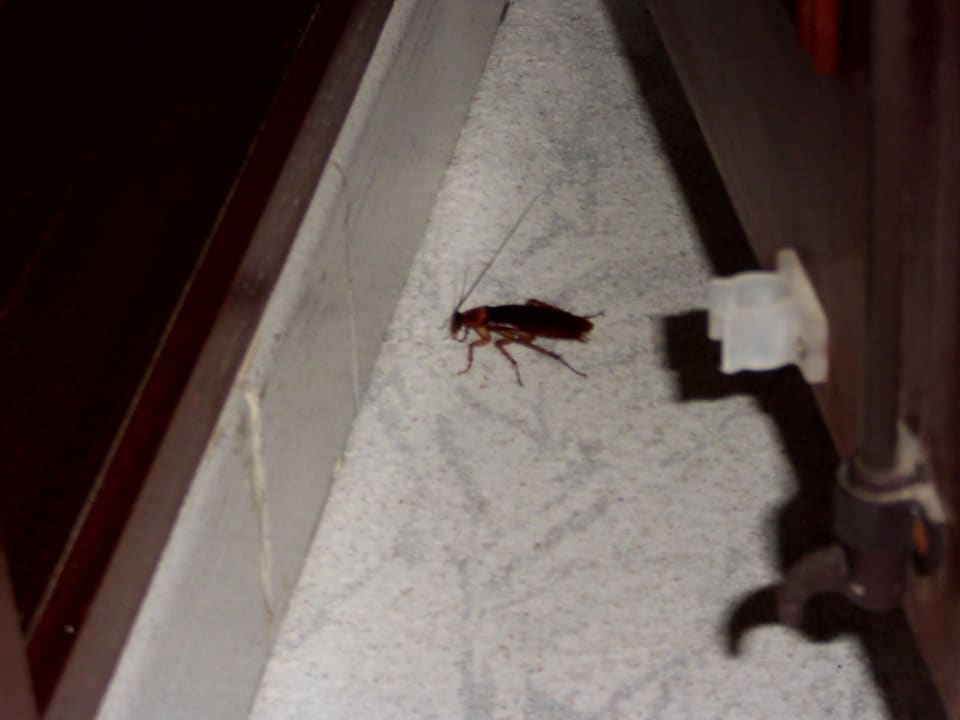 Kakerlake im zimmer Hotel Salou Sunset (Adults Recommended) by Pierre & Vacances