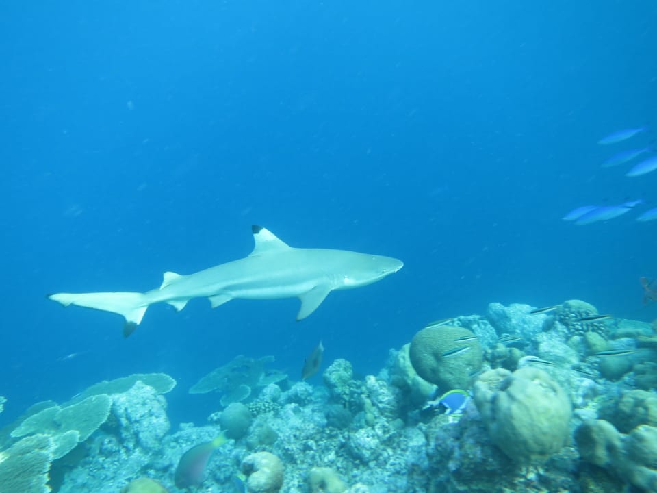 Diving  Kuramathi Maldives