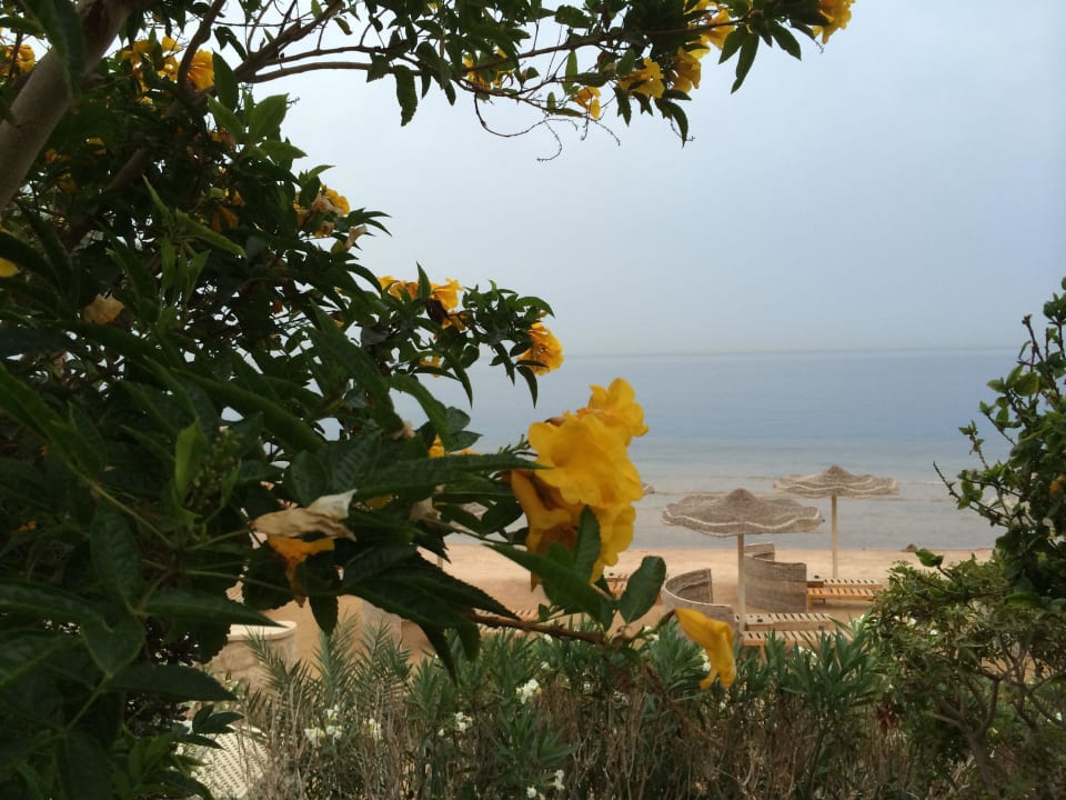 Красота Pickalbatros Citadel Resort