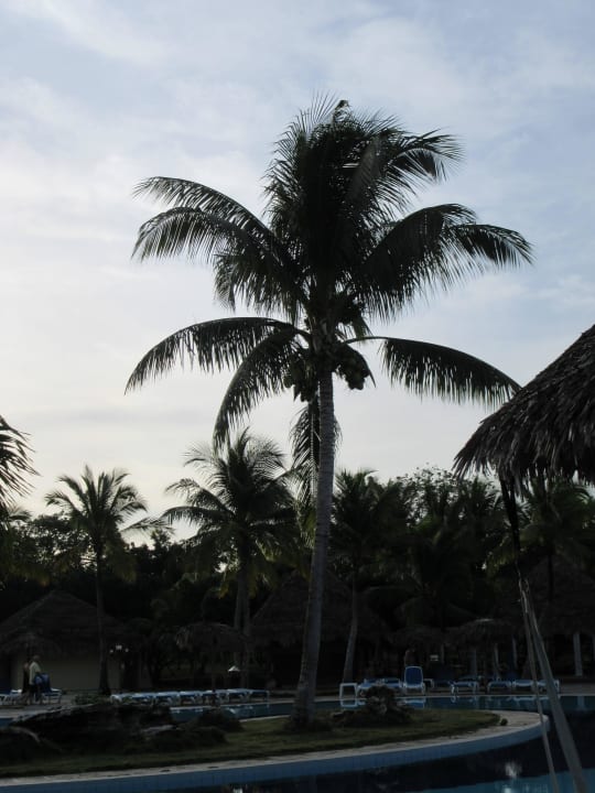 Poolanlage Hotel Playa Pesquero