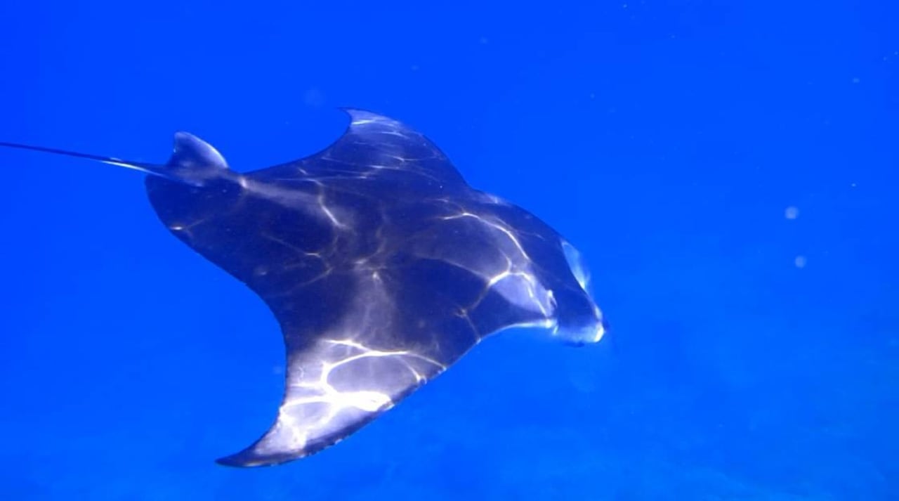 Manta ananea Diamonds Athuruga