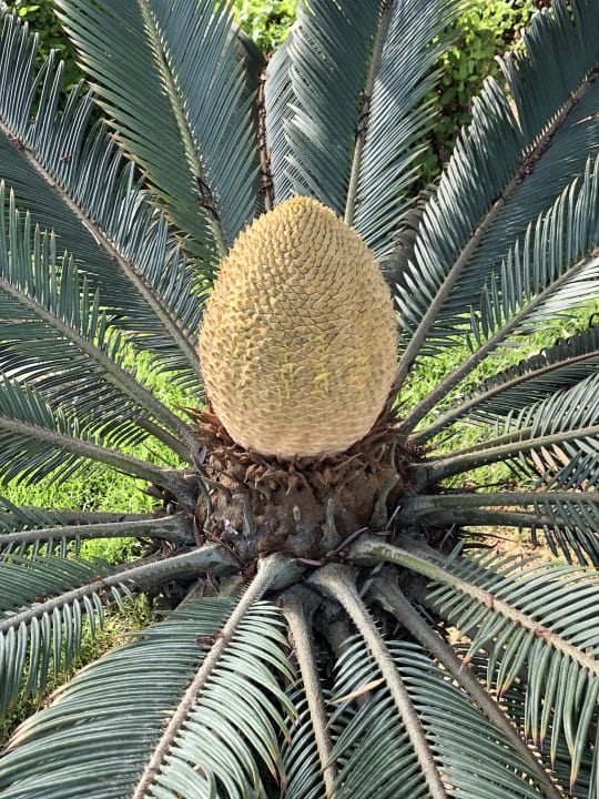 Gartenanlage Grand Makadi