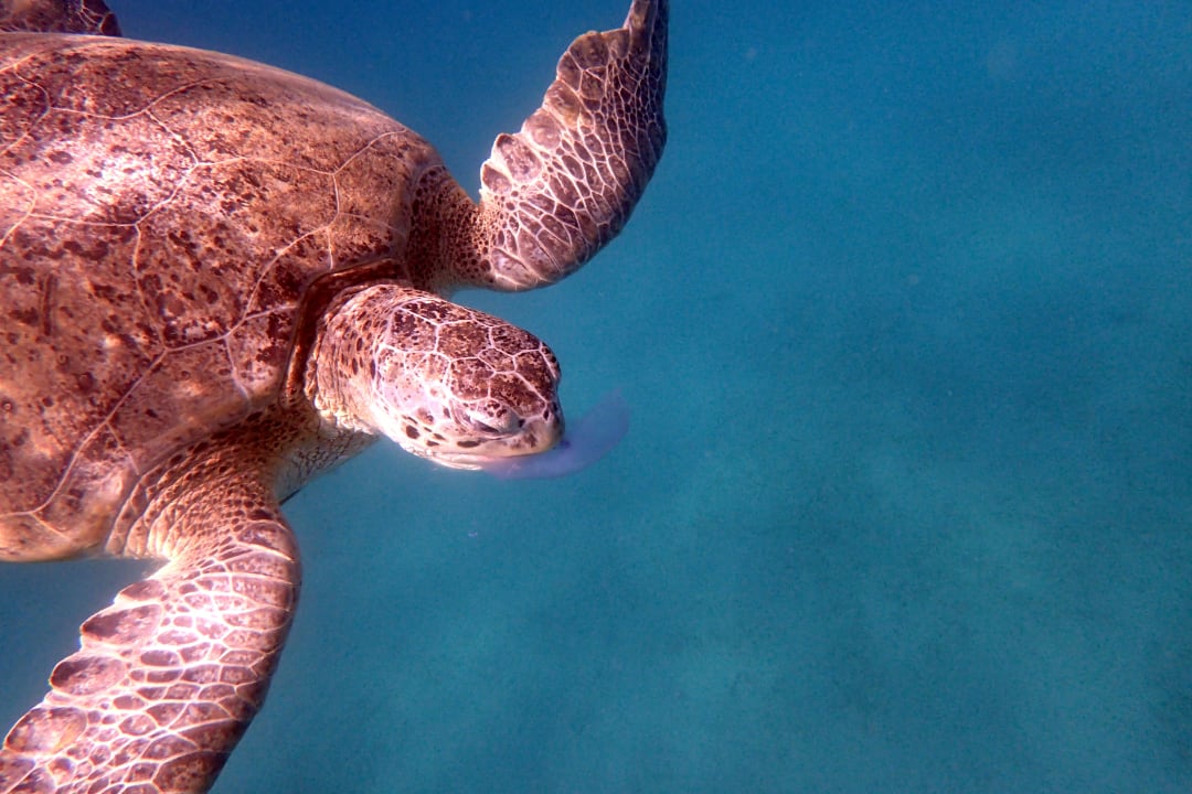 Sport & Freizeit Malikia Resort Abu Dabbab