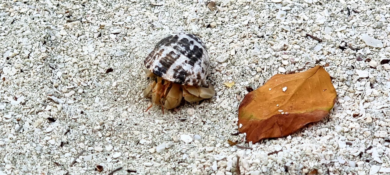 Strand Summer Island Maldives