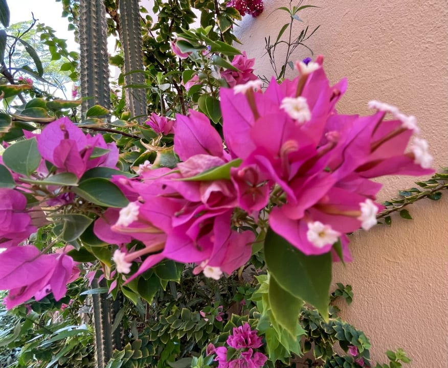 Gartenanlage Shams Alam Beach Resort