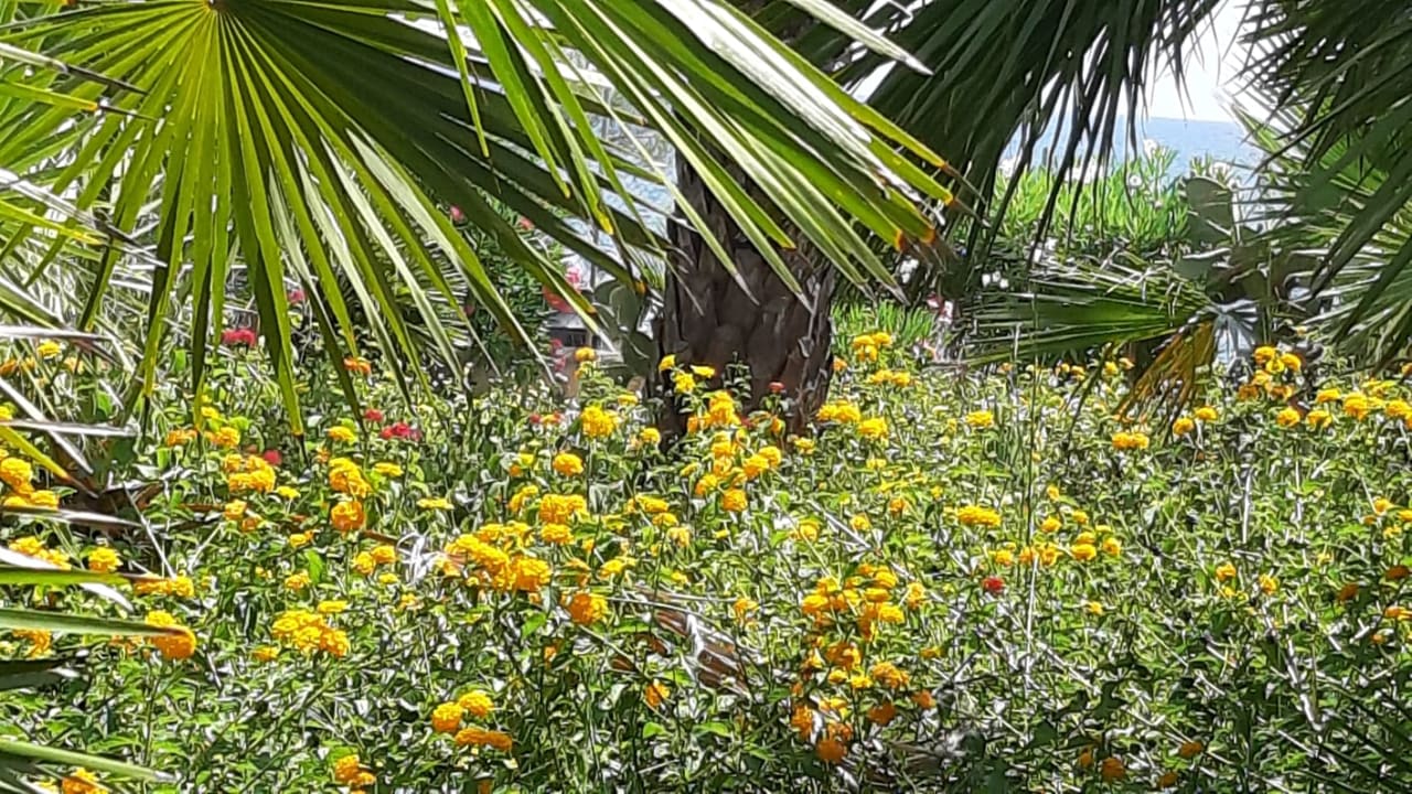 Gartenanlage Sandy Beach Resort