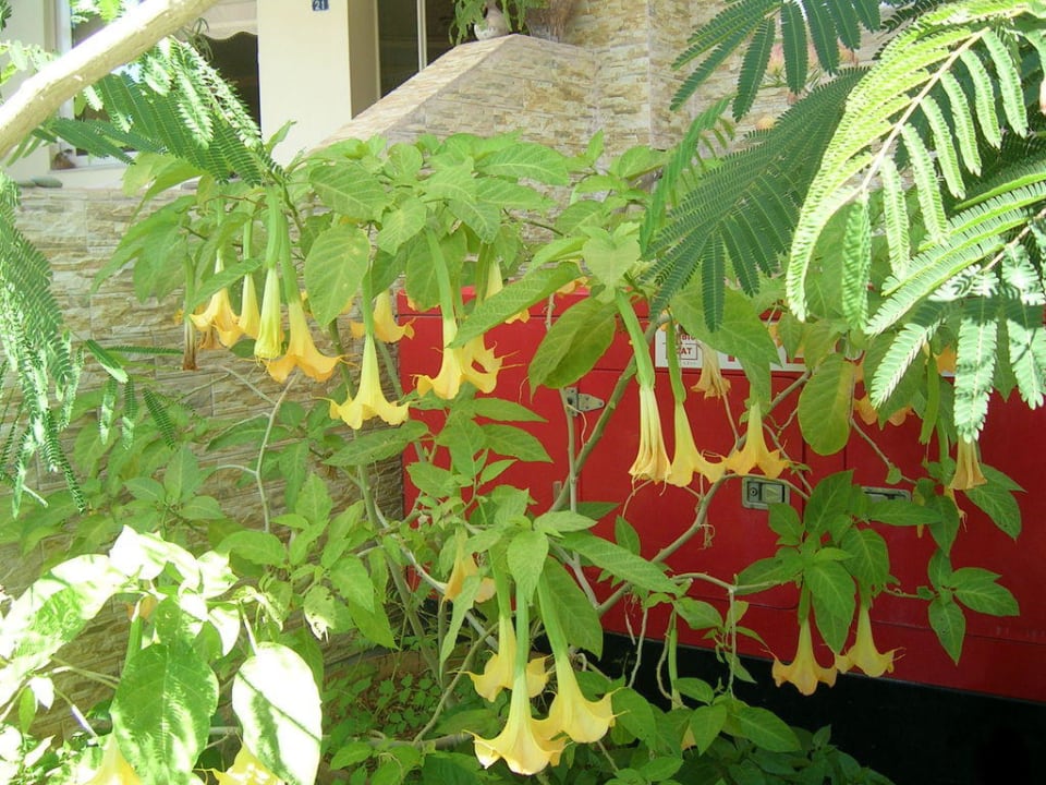 Yellow brugmansia Hotel Kathrin Beach