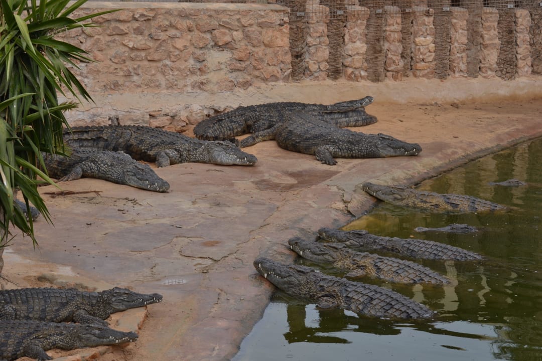 Ausflug Krokodilfarm TUI MAGIC LIFE Penelope Beach