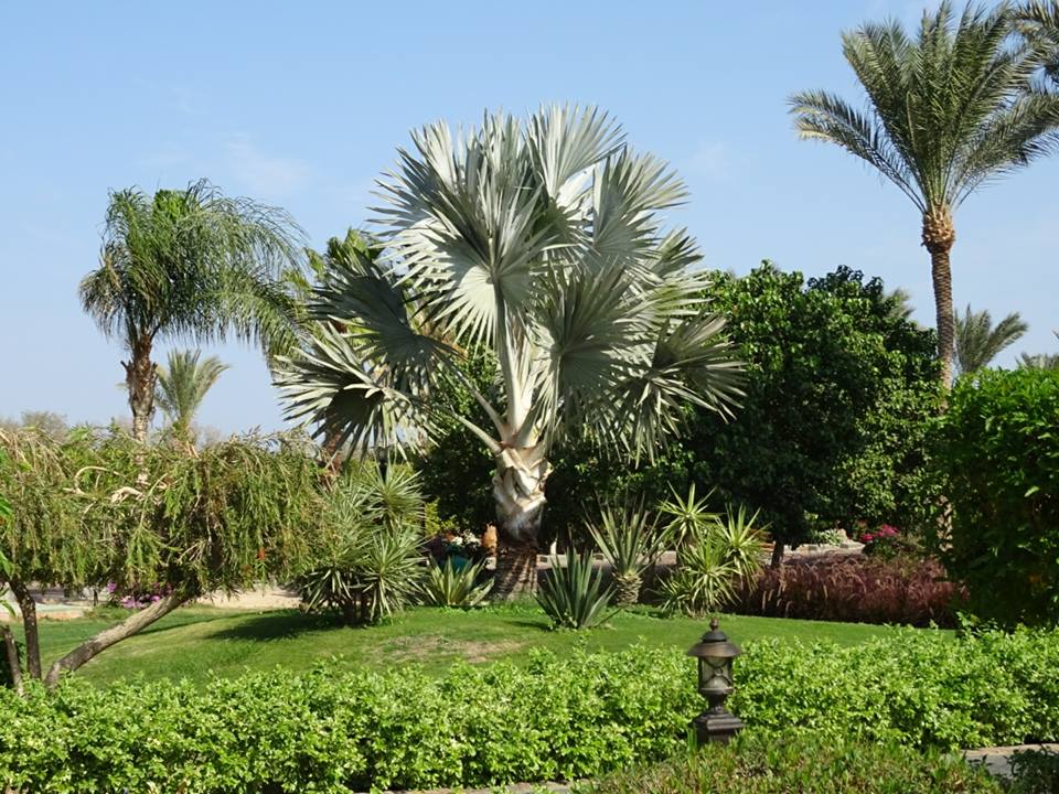 Gartenanlage Steigenberger ALDAU Beach Hotel