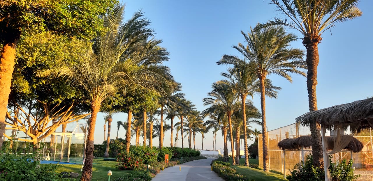 Gartenanlage Desert Rose