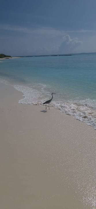 Strand Summer Island Maldives