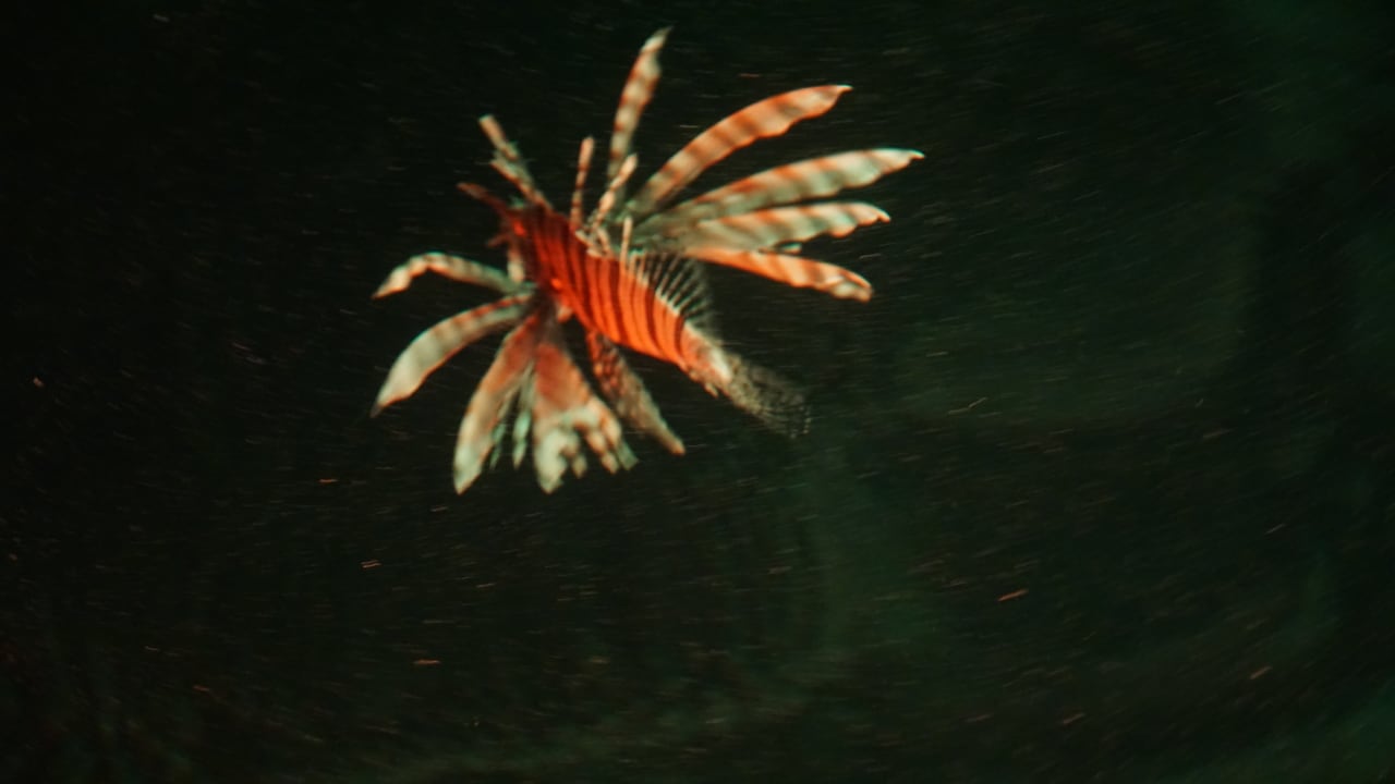 Strand Pickalbatros Citadel Resort