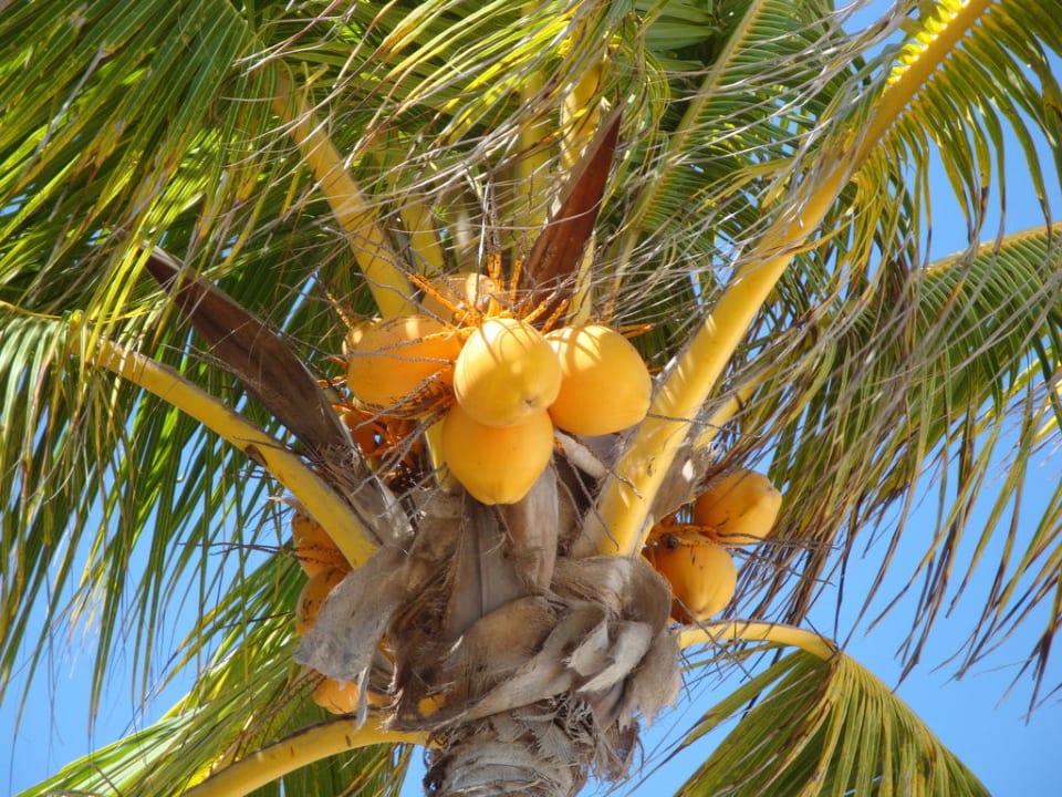 ...reife Kokosnüsse Sandos Playacar Beach Resort