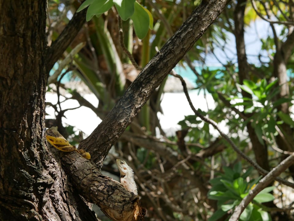Gartenanlage Summer Island Maldives